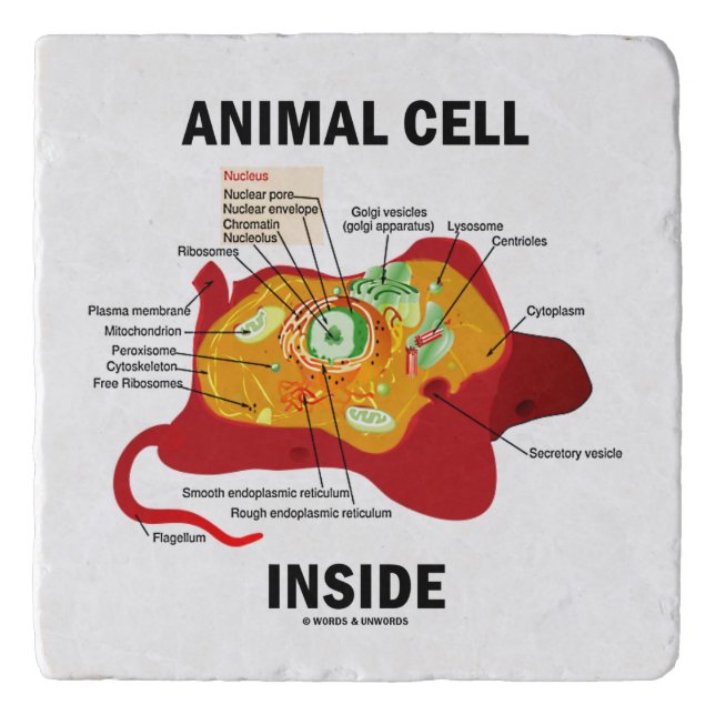 Animal Cell Inside Eukaryote Diagram Trivet (Front)
