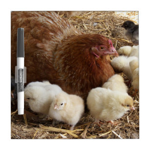 animal, chick, chicken, farm, cute, bird, baby, dry erase board
