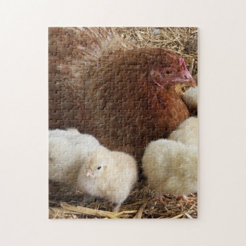 animal chick chicken farm cute bird baby  jigsaw puzzle