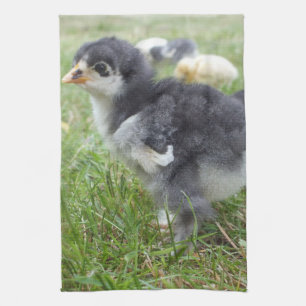animal, chick, chicken, farm, cute, bird, baby, kitchen towel