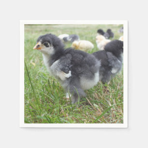 animal, chick, chicken, farm, cute, bird, baby, napkins