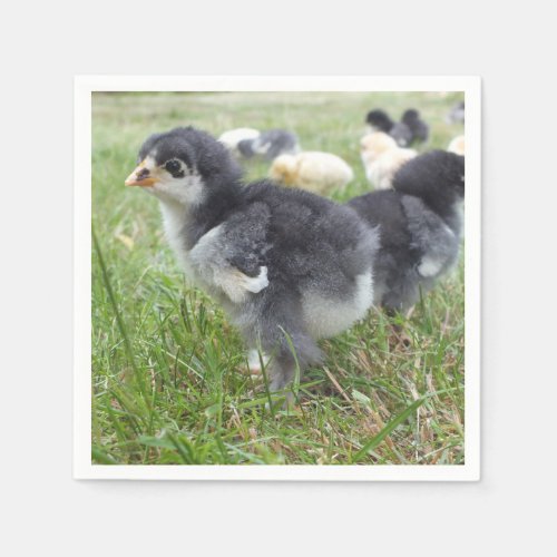 animal chick chicken farm cute bird baby napkins