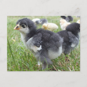 animal, chick, chicken, farm, cute, bird, baby, postcard