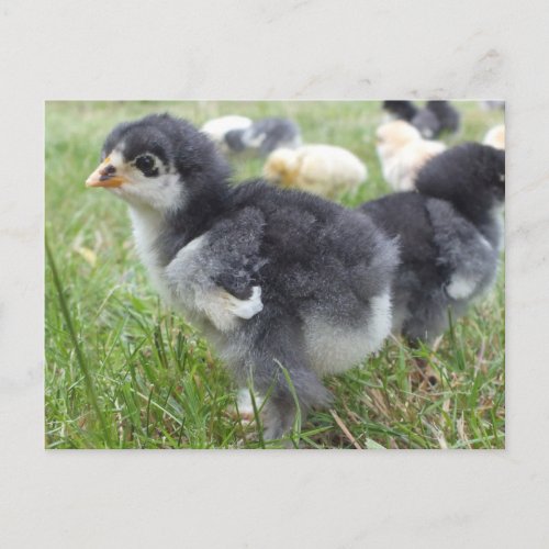 animal chick chicken farm cute bird baby postcard