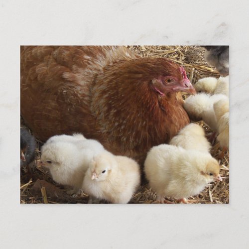 animal chick chicken farm cute bird baby postcard