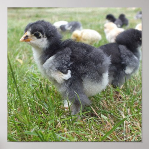 animal chick chicken farm cute bird baby poster