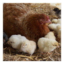 animal, chick, chicken, farm, cute, bird, baby,