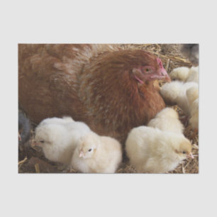 animal, chick, chicken, farm, cute, bird, baby, tissue paper