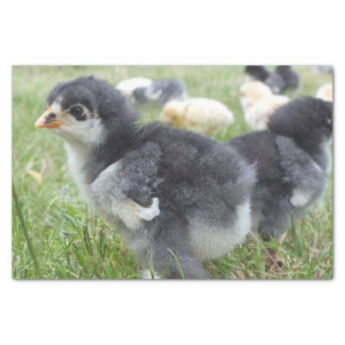 animal chick chicken farm cute bird baby tissue paper