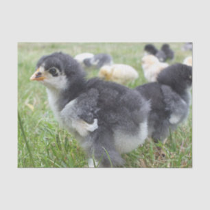 animal, chick, chicken, farm, cute, bird, baby, tissue paper