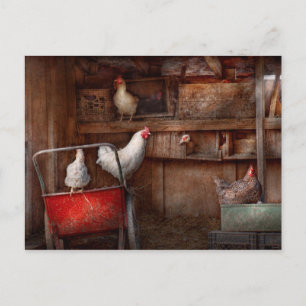 Animal - Chicken - The duck is a spy Postcard