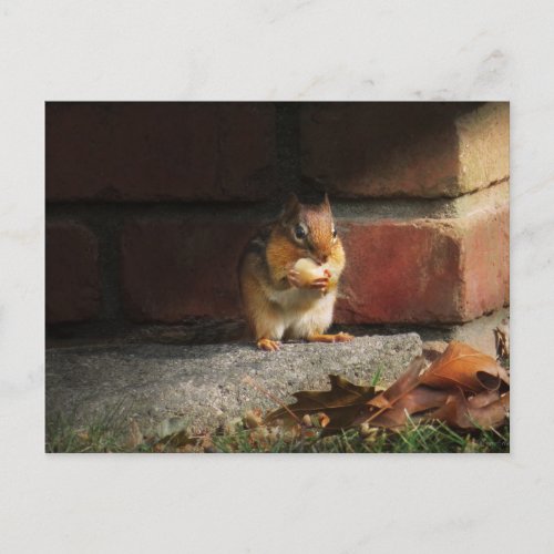 Animal _ Chipmunk _ Its all mine Postcard