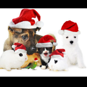 Animal Christmas T-Shirt