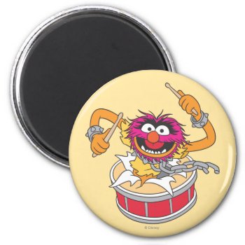 Animal Crashing Through Drums Magnet by muppets at Zazzle