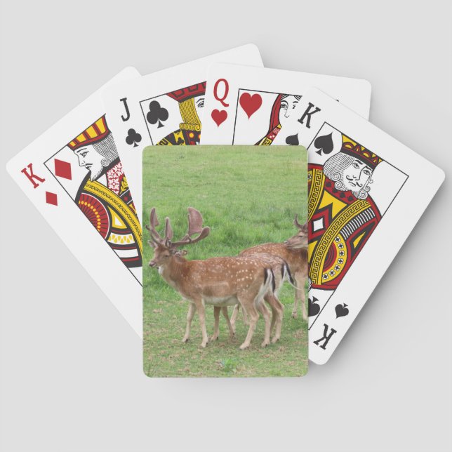 animal, deer, wildlife, forest, meadow, hunting, n poker cards (Back)