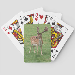 animal, deer, wildlife, forest, meadow, hunting, n poker cards