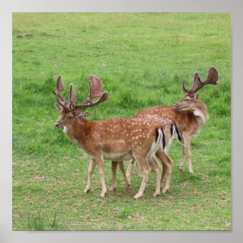 animal deer wildlife forest meadow hunting n poster
