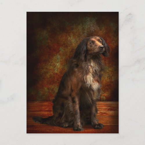 Animal _ Dog _ Cocker Spaniel _ Those dreamy eyes Postcard