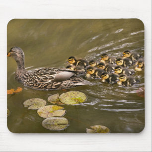 Animal - Ducks - Swim like a duck Mouse Pad