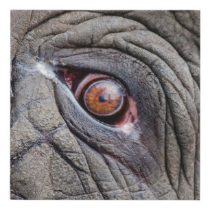 Animal elephant eye close up faux canvas print