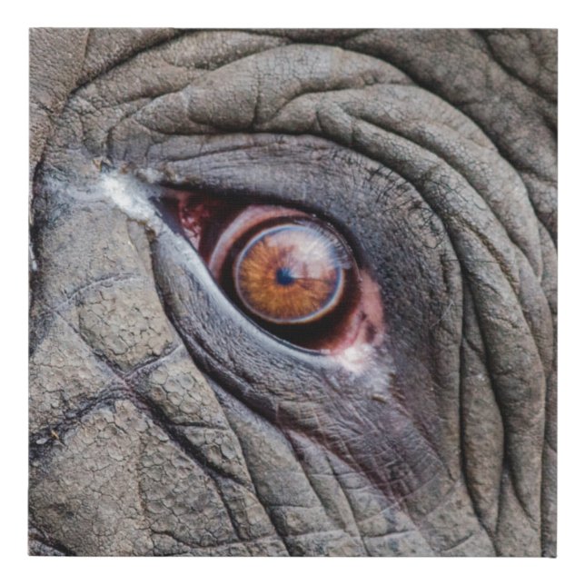 Animal elephant eye close up faux canvas print (Front)