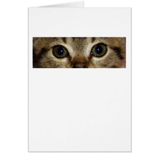 Animal Eyes Series - Cat 1 Cards