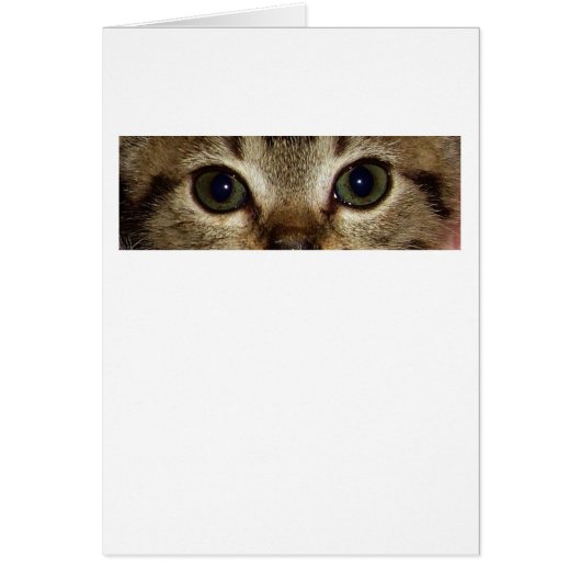 Animal Eyes Series - Cat 1 Cards (Front)
