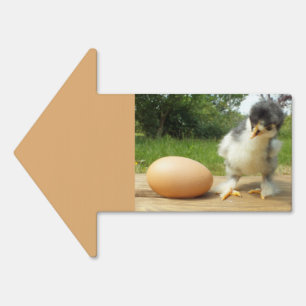 Animal, farm animal, farm, sale, chicken, bird, sign