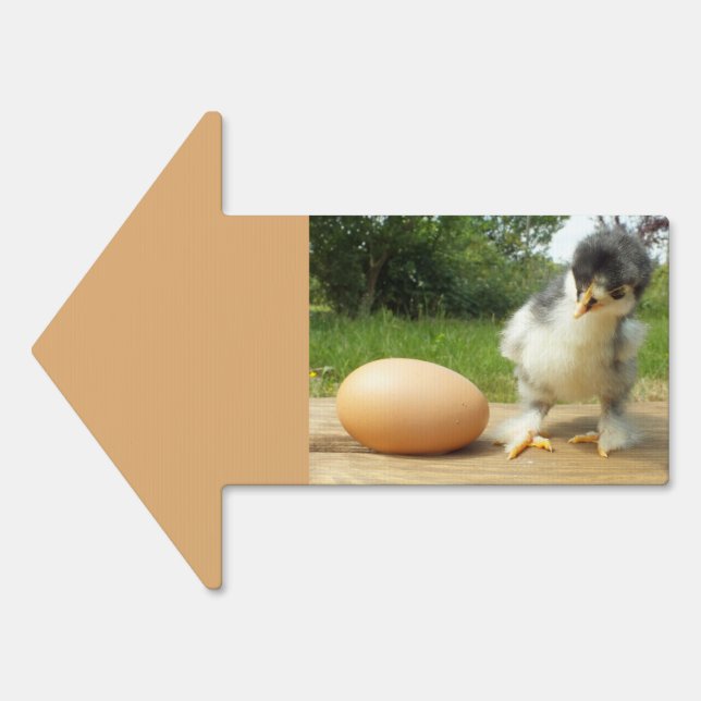Animal, farm animal, farm, sale, chicken, bird, sign (Front)