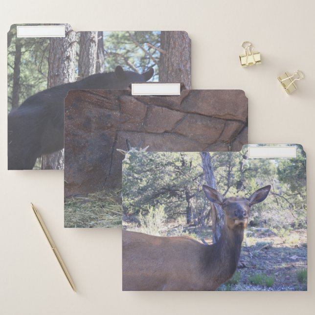 Animal File Folders (Set)