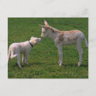 animal friendship, young donkey with dog, postcard