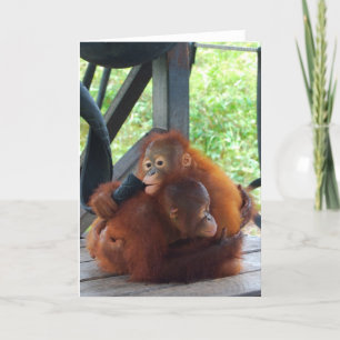 Animal Hugs Orangutan Baby Card
