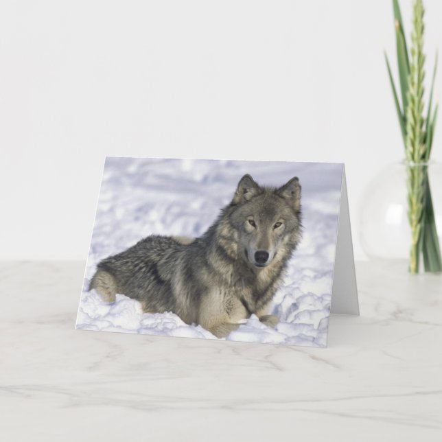 Animal In Snow Holiday Card (Front)