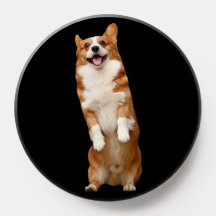 Animal Kingdom - Awesome Cute Corgi