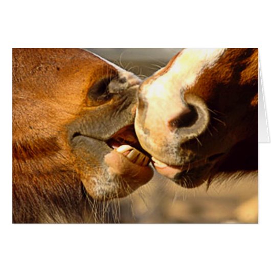 Animal Love Cards (Front Horizontal)