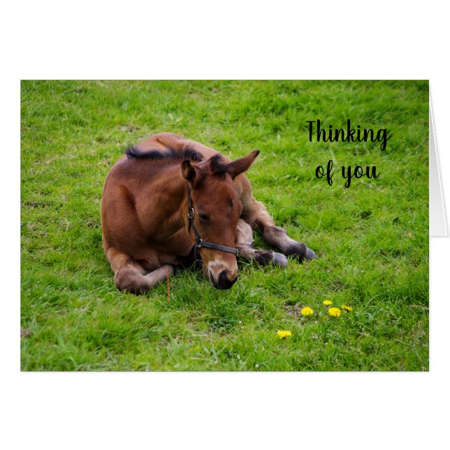 Animal lover foal "Thinking of You" Cards (Front Horizontal)