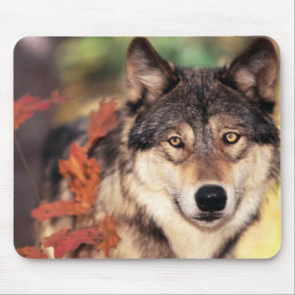Animal mouse pad 36