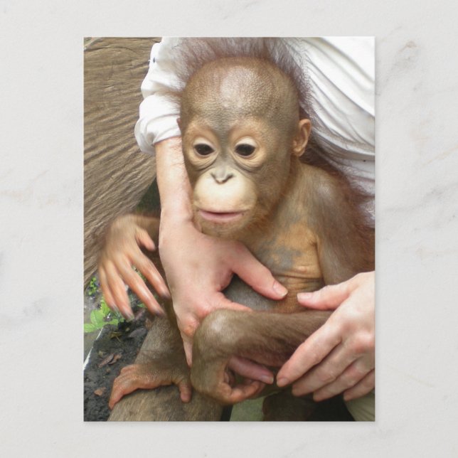 Animal Orphans Postcard (Front)