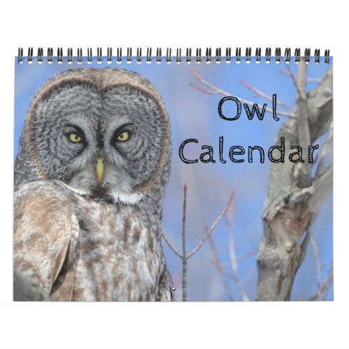 Animal Owl Bird Life Office Home DestinyS Destiny Calendar