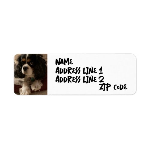 Animal Pet Love King Charles spaniel Cavalier dog Label