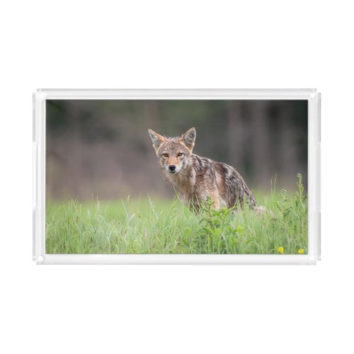 Animal Photography Brown Coyote Acrylic Tray