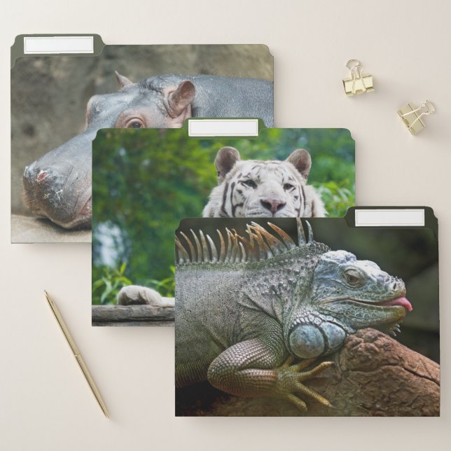 Animal Photos file folder set (Set)
