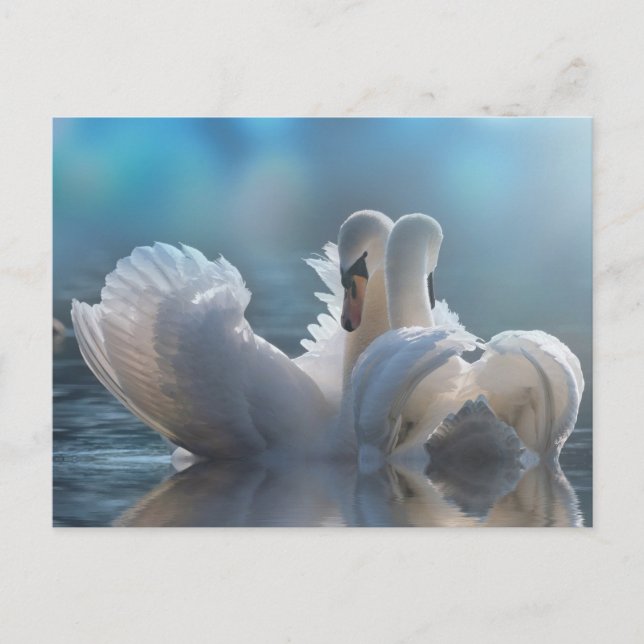 Animal postcard  (Front)