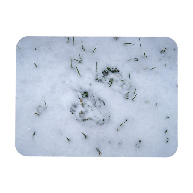 Animal Prints in the Snow Flexible Magnet (Horizontal)