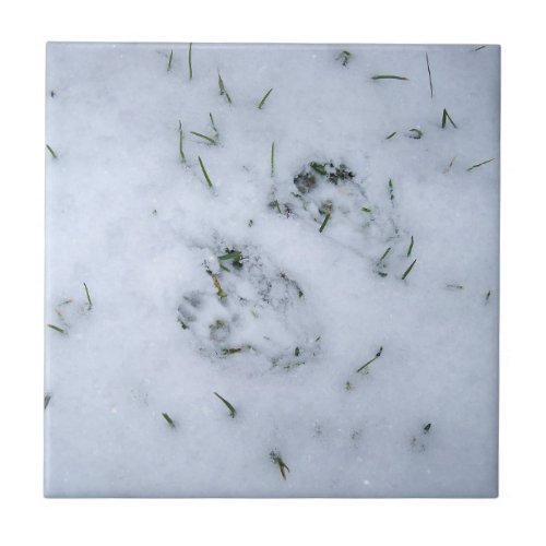 Animal Prints in the Snow Tile