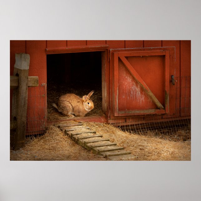 Animal - Rabbit - Making eggs for easter Poster (Front)