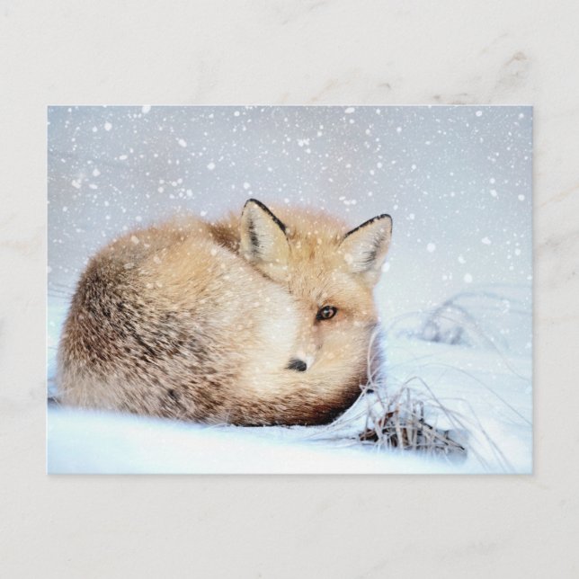 *~* Animal Red Fox Ap18 Artistic Wildlife  Snow Postcard (Front)
