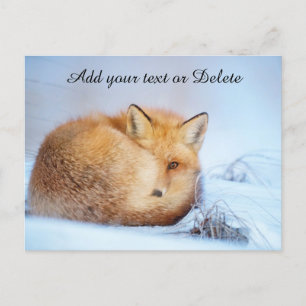 *~* Animal Red Fox Ap18 Wildlife Customize Artsy Postcard