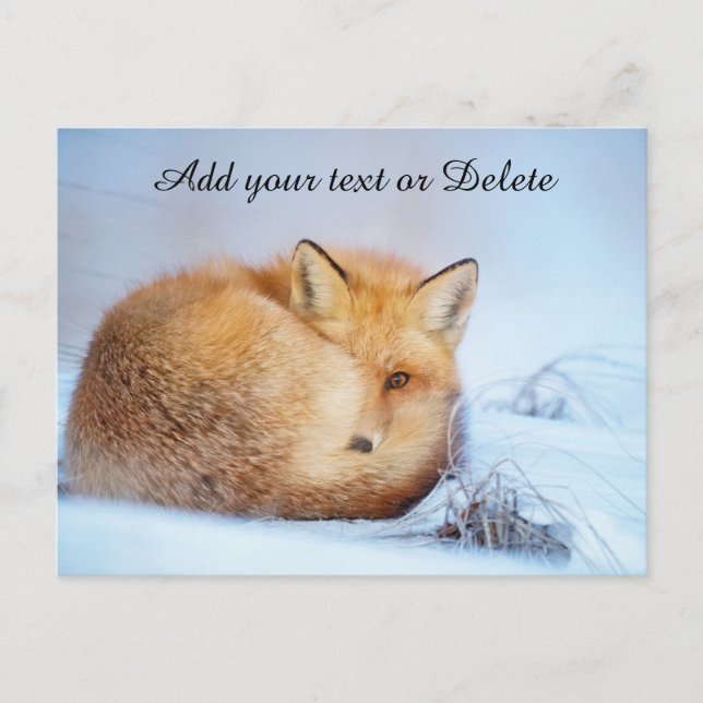 *~* Animal Red Fox Ap18 Wildlife Customize Artsy  Postcard (Front)