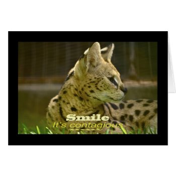 Animal Serval Cat by 16creative at Zazzle